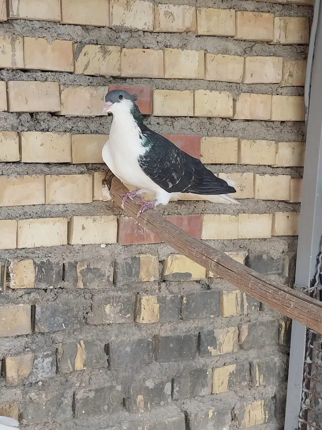 پرنده رنگی|پرنده|بندر امام خمینی, |دیوار