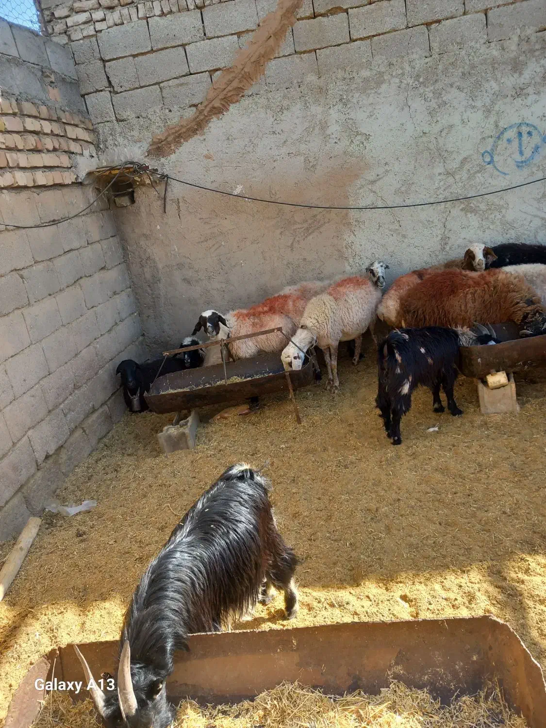 میش آبستن|حیوانات مزرعه|دهق, |دیوار