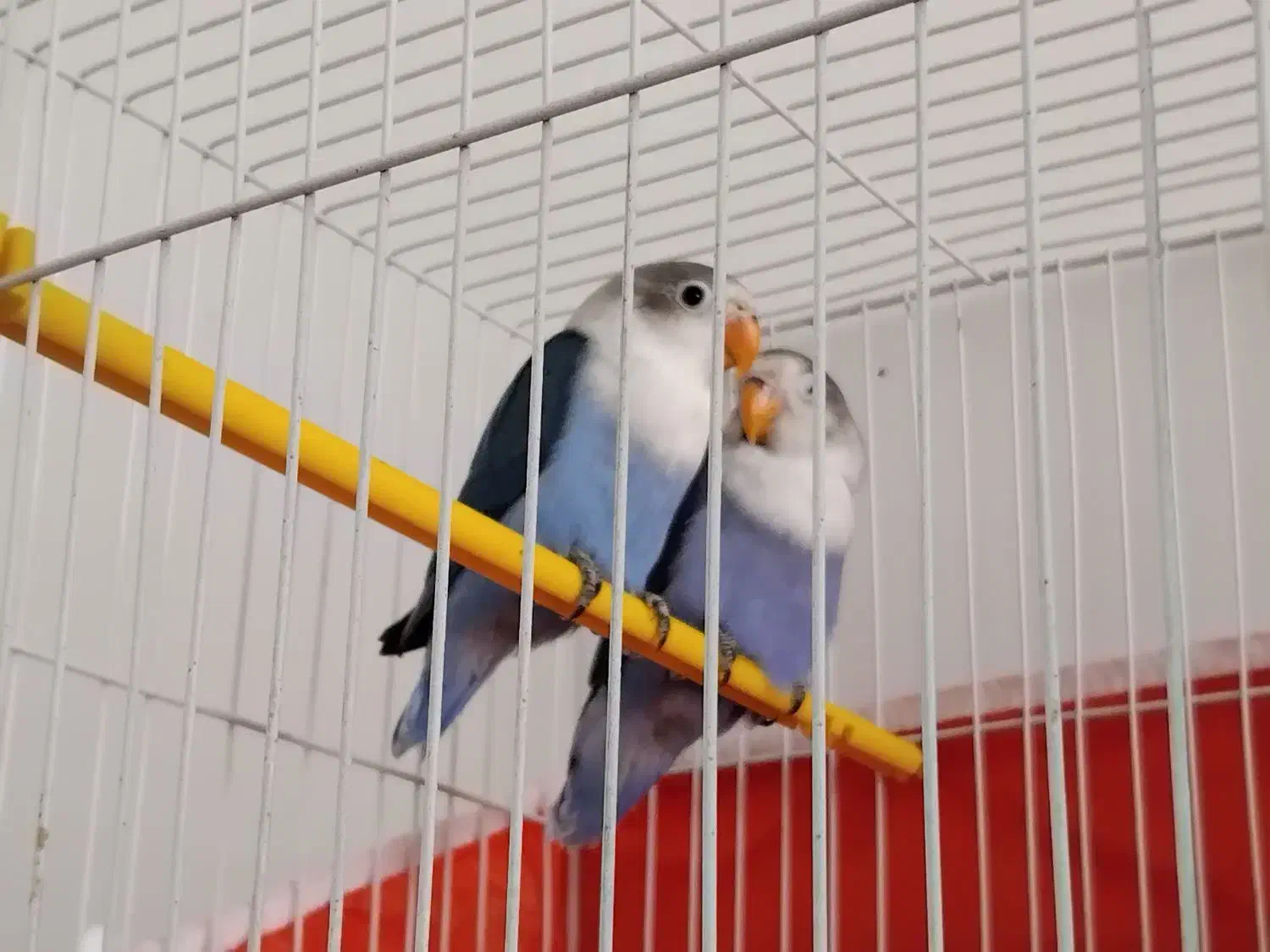 یک جفت کوتوله آبی کاربنی|پرنده|فردوس (خراسان), |دیوار