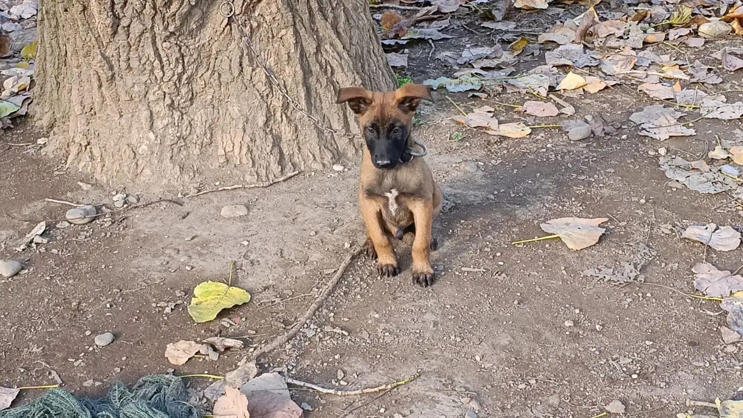 فروش توله مالینوز پدر و مادر وارداتی.|سگ|سلمانشهر, |دیوار