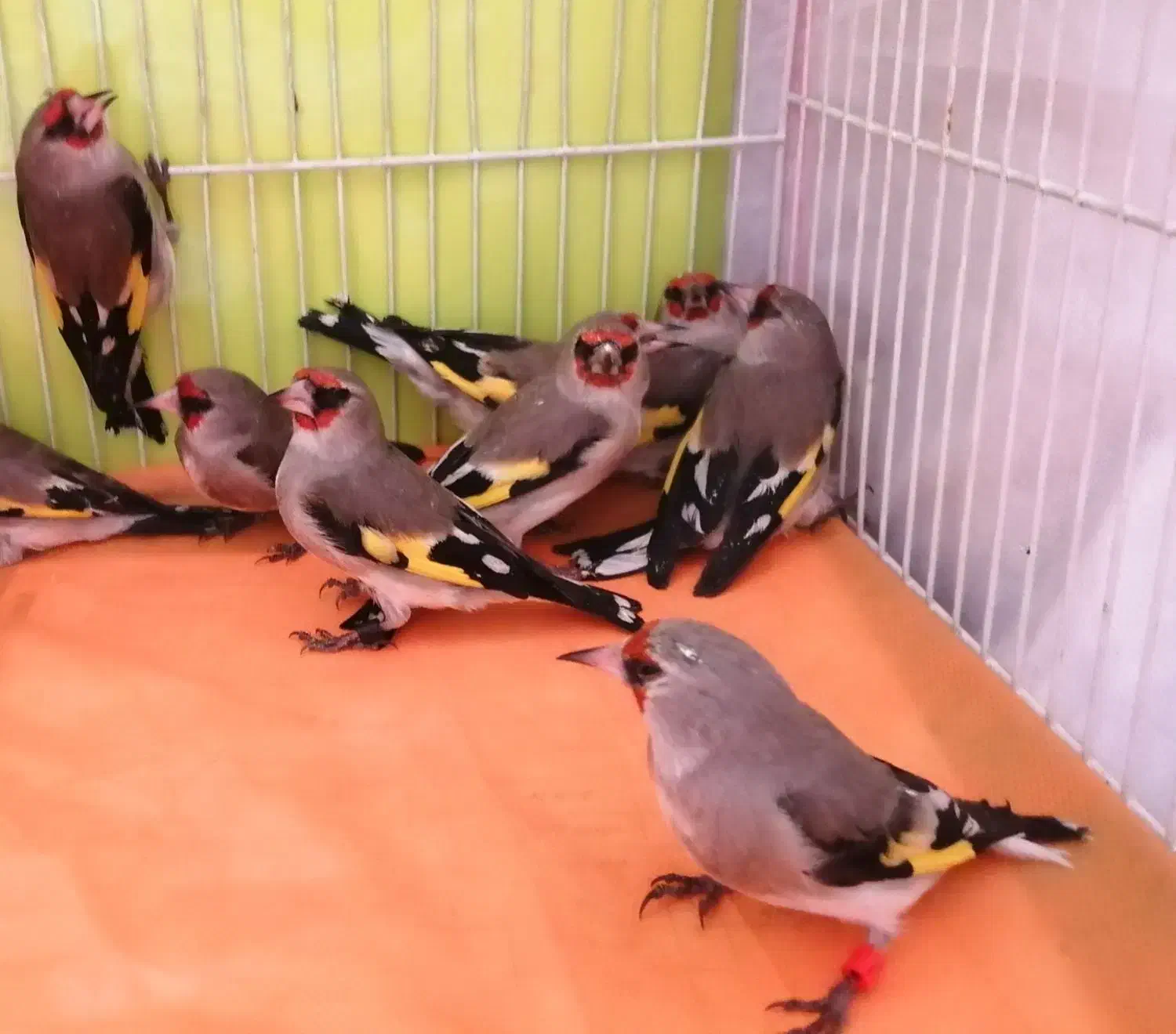 سهره سقا ماده و نر|پرنده|کرمان, |دیوار