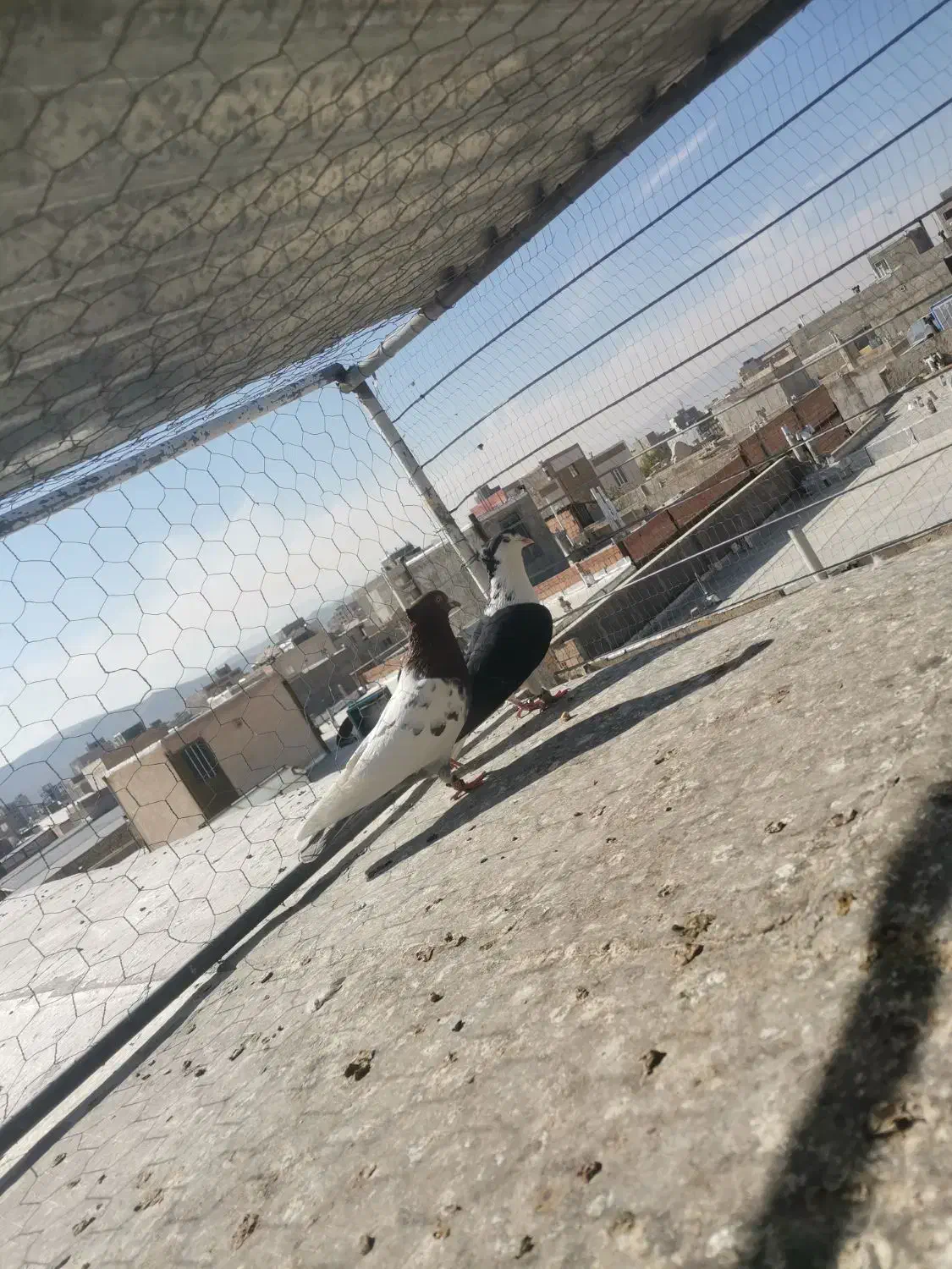 رنگی پرشی|پرنده|شیروان (خراسان), |دیوار