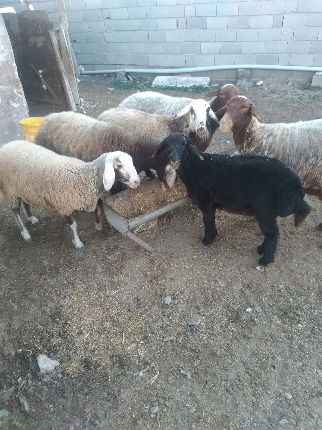 ۴عدد گوسفند|حیوانات مزرعه|گمیشان, |دیوار