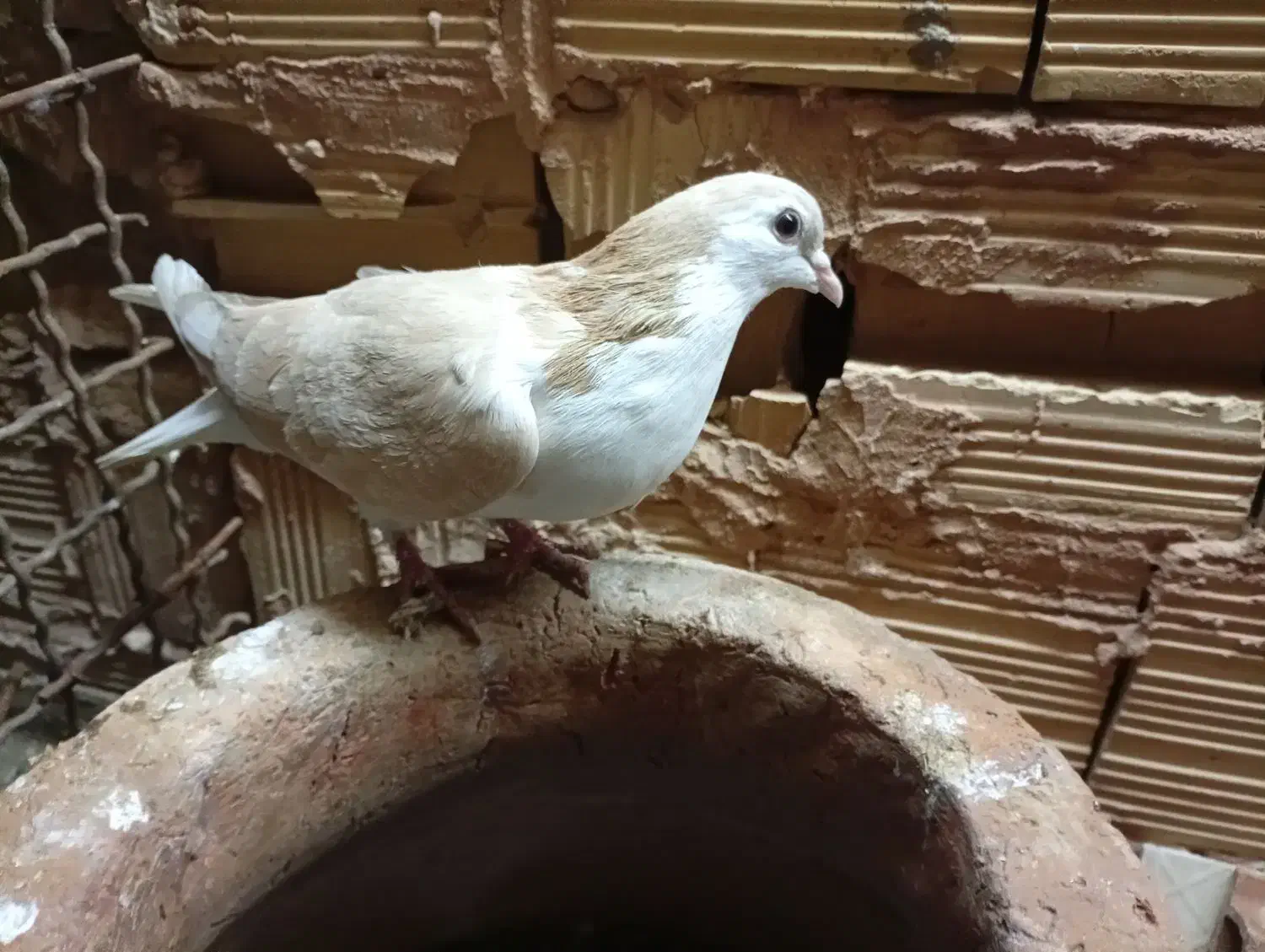 ماده ساده زرد کاهی|پرنده|سبزوار, قصبه شرقی|دیوار