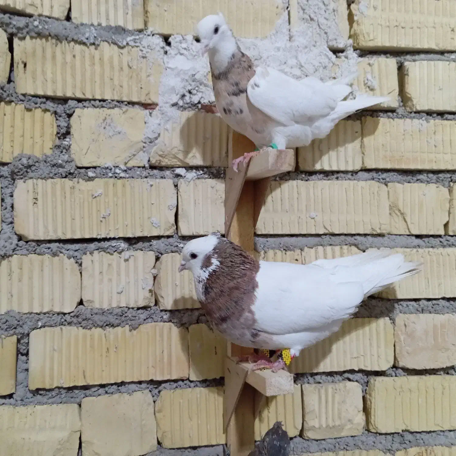 کبوتر|پرنده|رحمتآباد, |دیوار