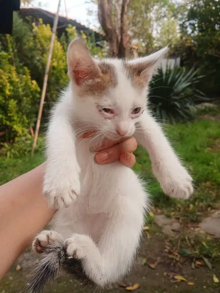 واگذاری ۳ بچه گربه|گربه|لشت نشا, |دیوار