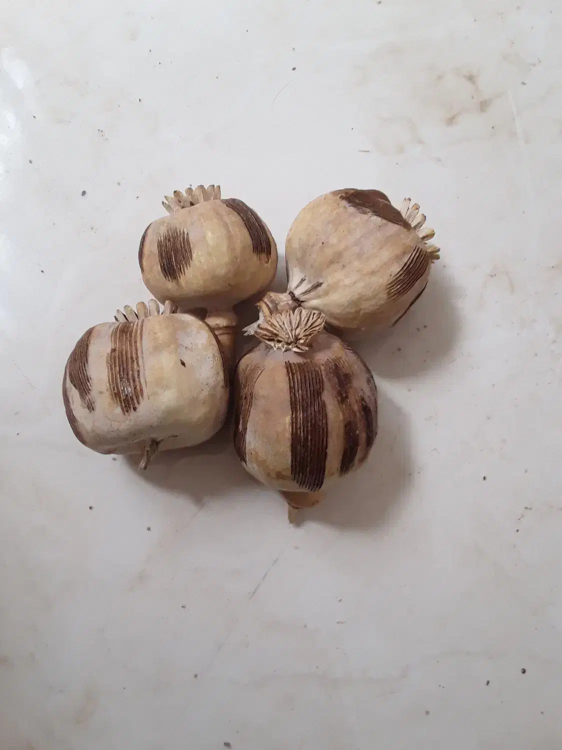 گیاه دارویی|گل و گیاه طبیعی|نورآباد, |دیوار