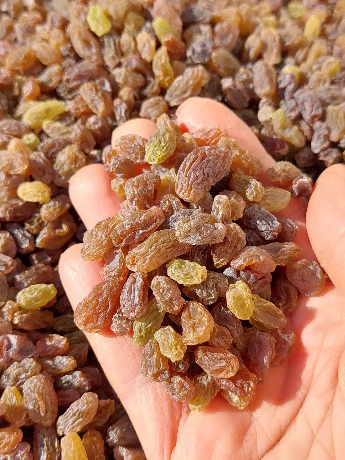 کشمش آفتابی،سایه خشک،سرکه|خوردنی و آشامیدنی|محمدیه-قزوین, |دیوار