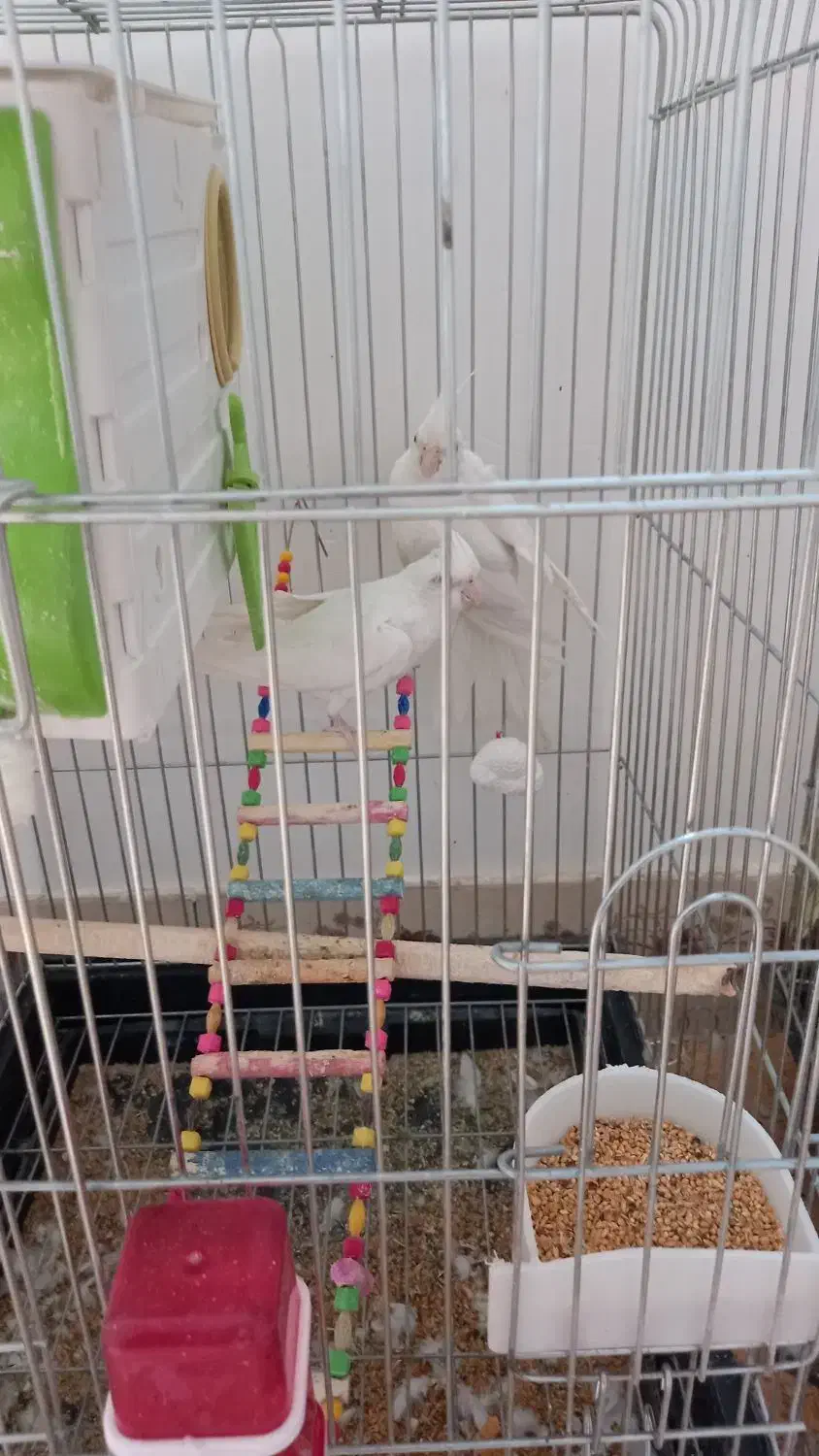 عروس هلندی|پرنده|درگزین, |دیوار