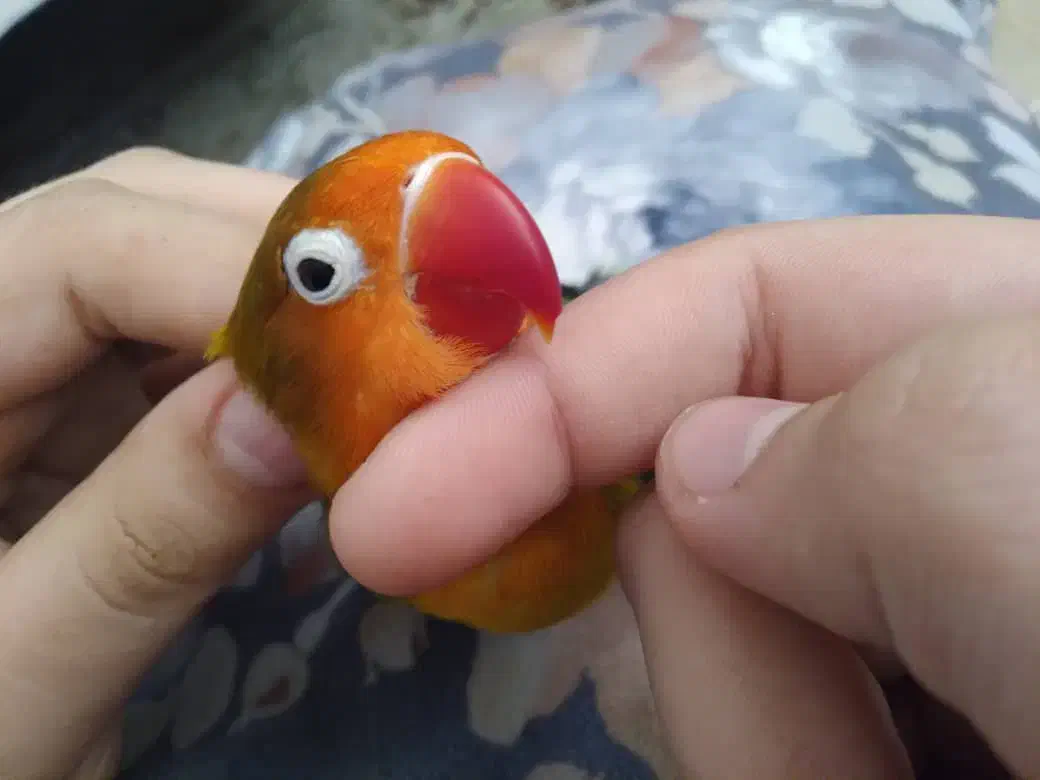 طوطی برزیلی دستی|پرنده|فردیس, فرامرزیه|دیوار