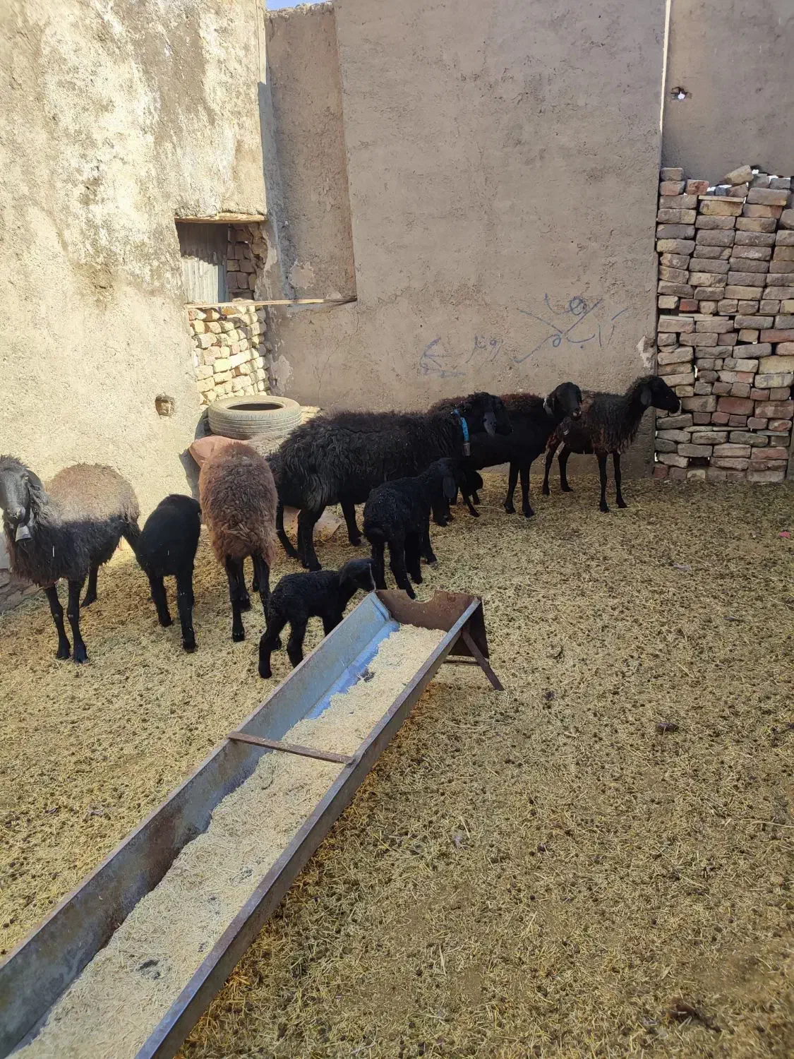 گوسفند میش بره دار چپش قوچ شیشک بز بزغاله دار|حیوانات مزرعه|قم, شهر قائم|دیوار