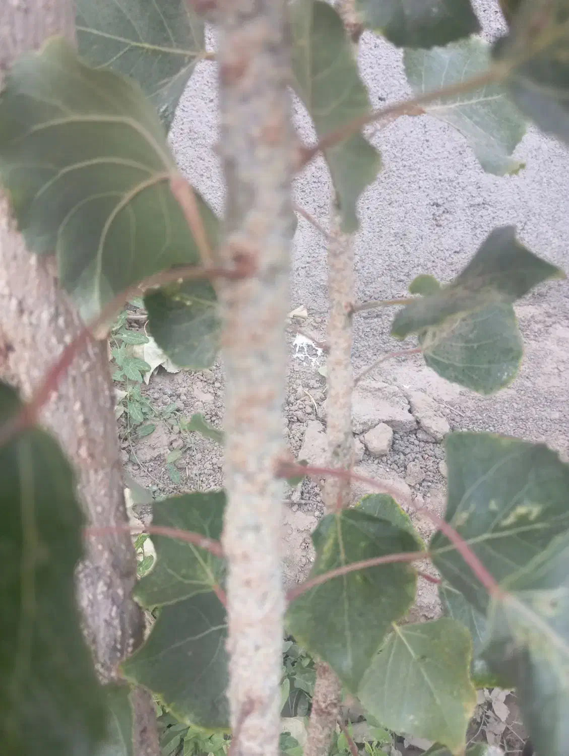 زمین چند هزار متر ملکی شاهنامه 35 اطراف گلخانه|فروش زمین و ملک کلنگی|مشهد, اقبال|دیوار