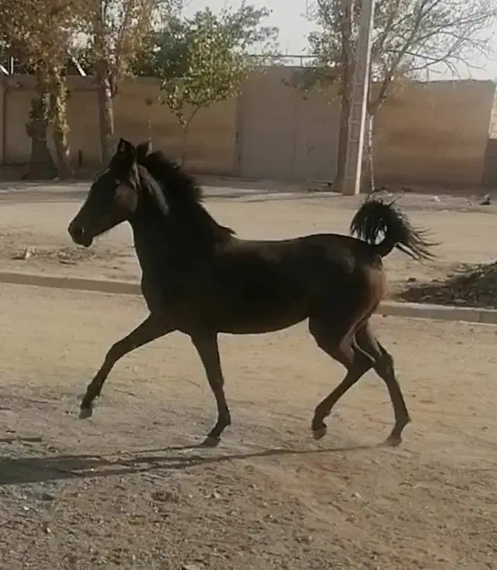 دوسر سهراب|اسب و تجهیزات اسبسواری|کرمانشاه, |دیوار