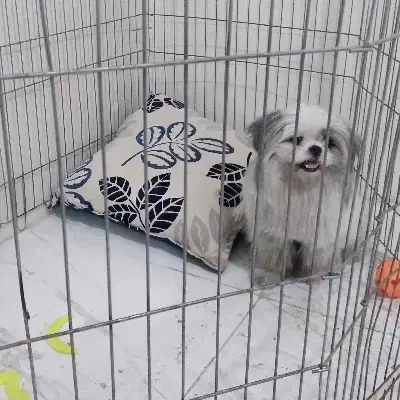 فروش سگ به علت مهاجرت|سگ|تهران, سلسبیل جنوبی|دیوار