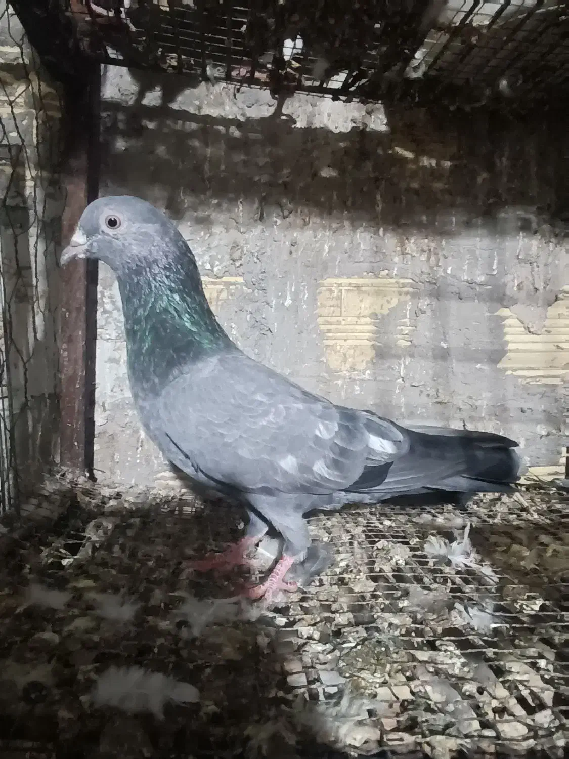 کبوتر نر|پرنده|بندرعباس, |دیوار