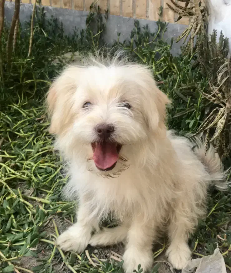 سگ بازیگوش|سگ|زاهدان, |دیوار