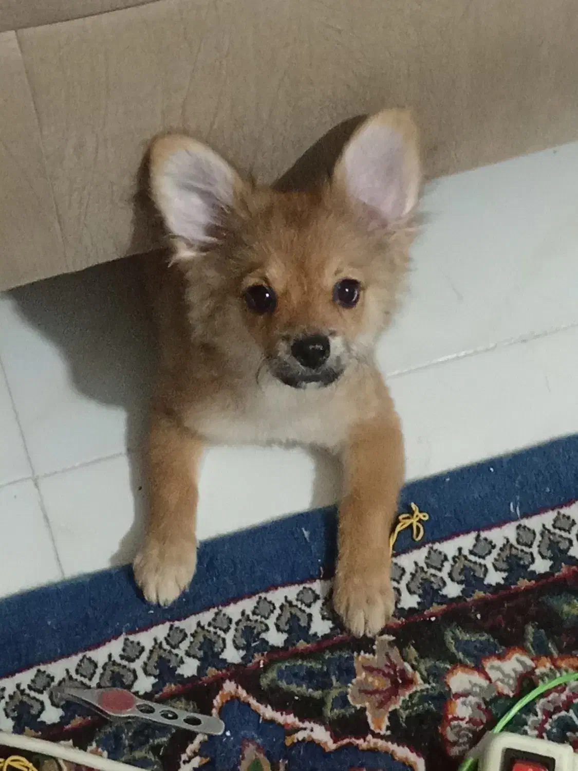 واگذاری سگ|سگ|صدرا-فارس, فاز ۱|دیوار