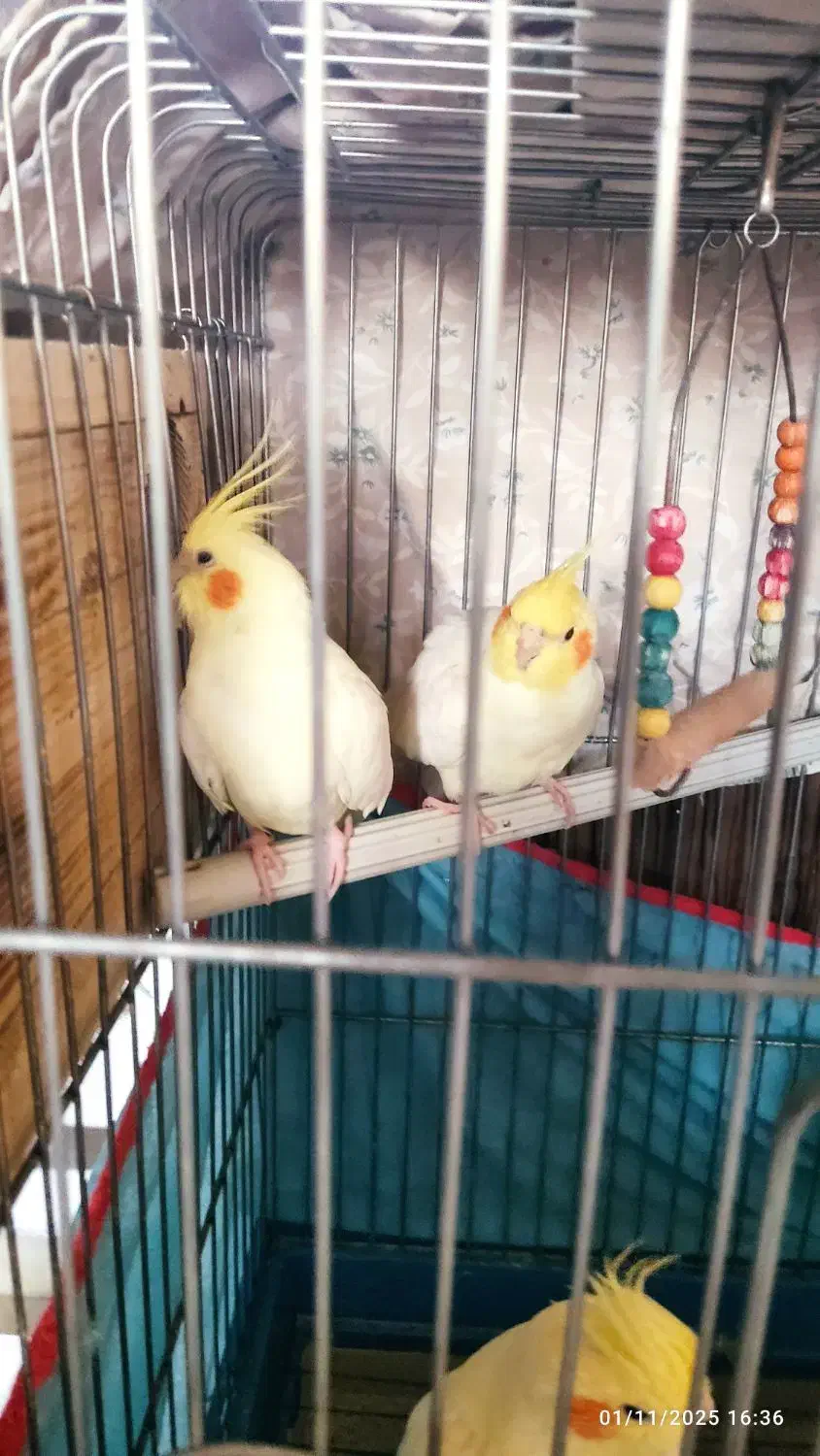 عروس هلندی|پرنده|شیراز, زرهی|دیوار