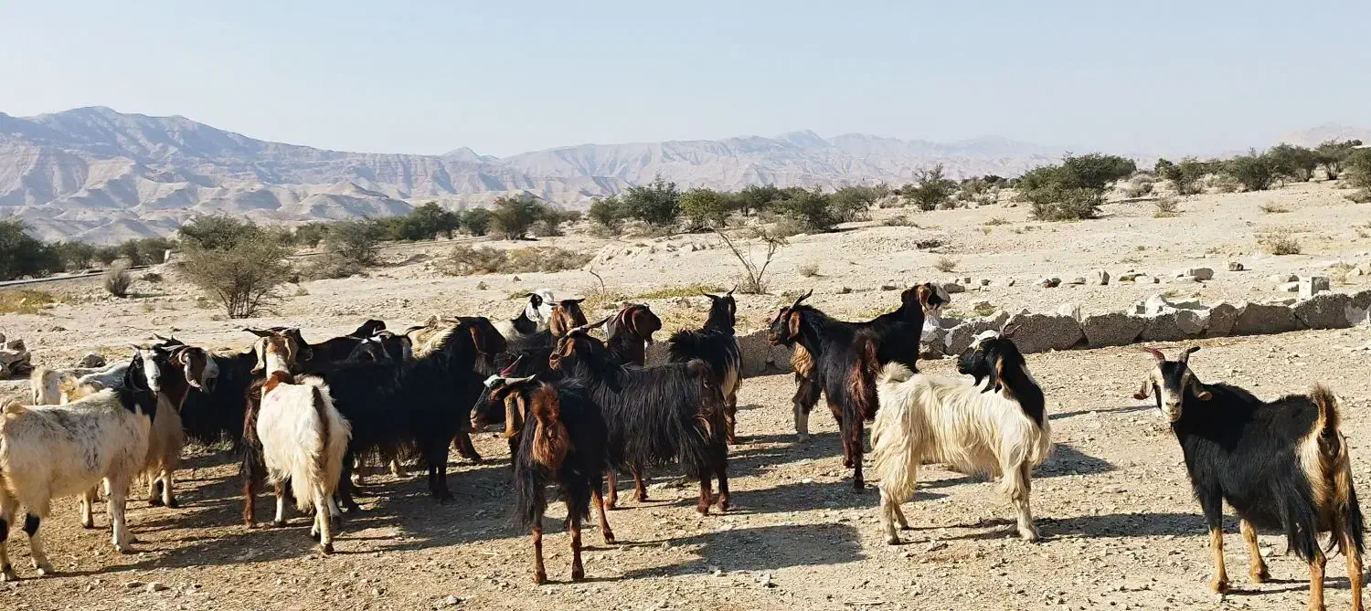 بز ترکی|حیوانات مزرعه|فراشبند, |دیوار