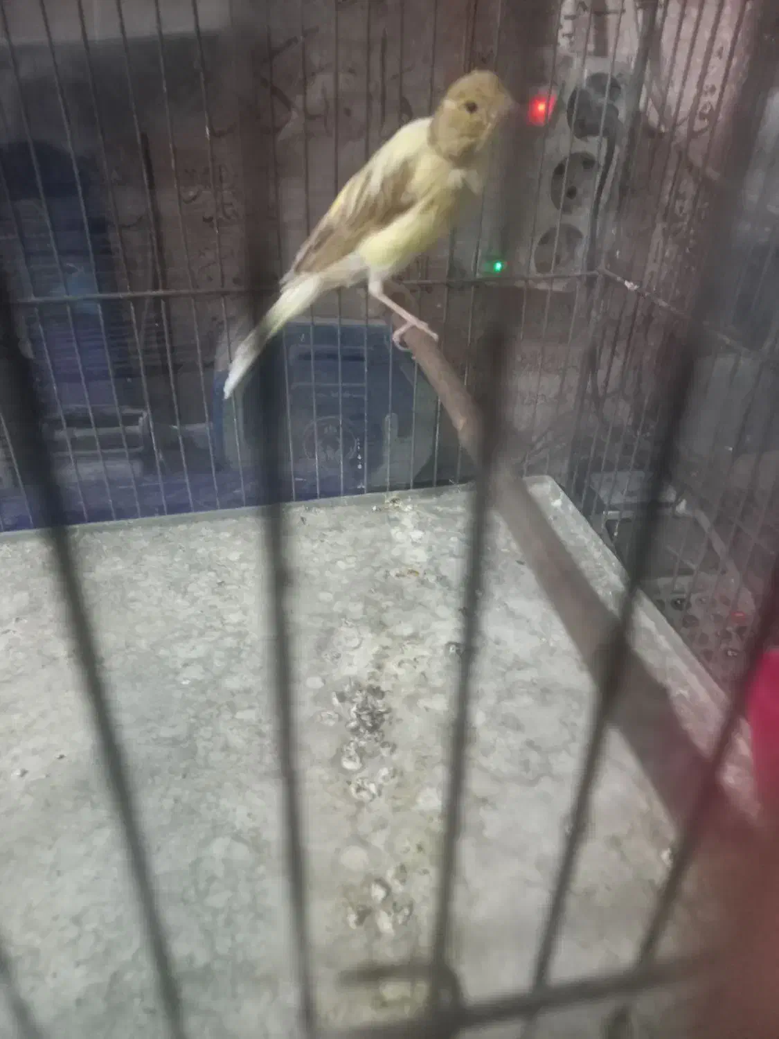 مادهابلقزیتونیرسمی|پرنده|بروجرد, |دیوار