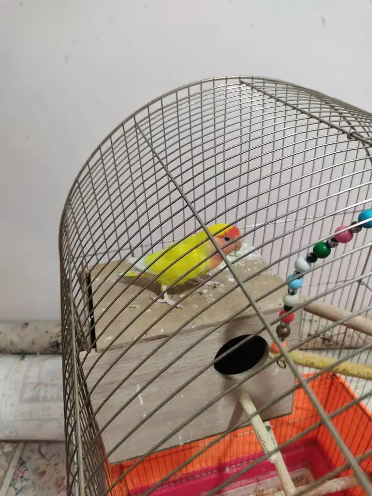 طوطی برزیلی نر|پرنده|تهران, امام زاده حسن|دیوار