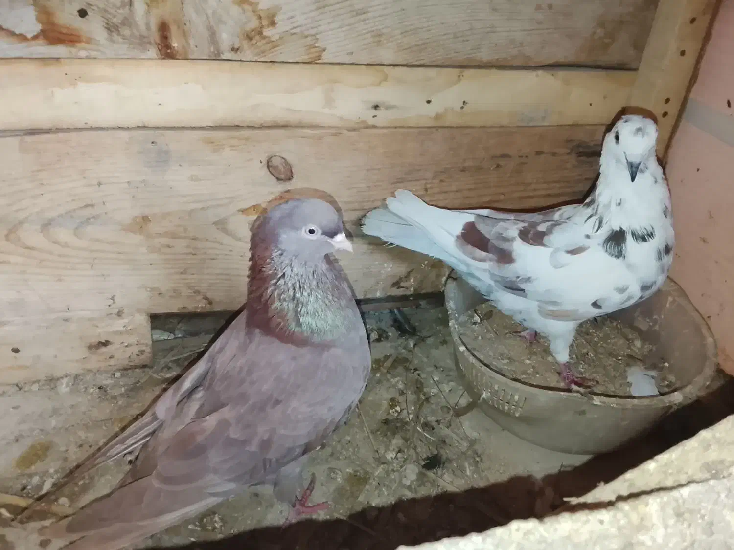 کبوتر|پرنده|قشم, |دیوار