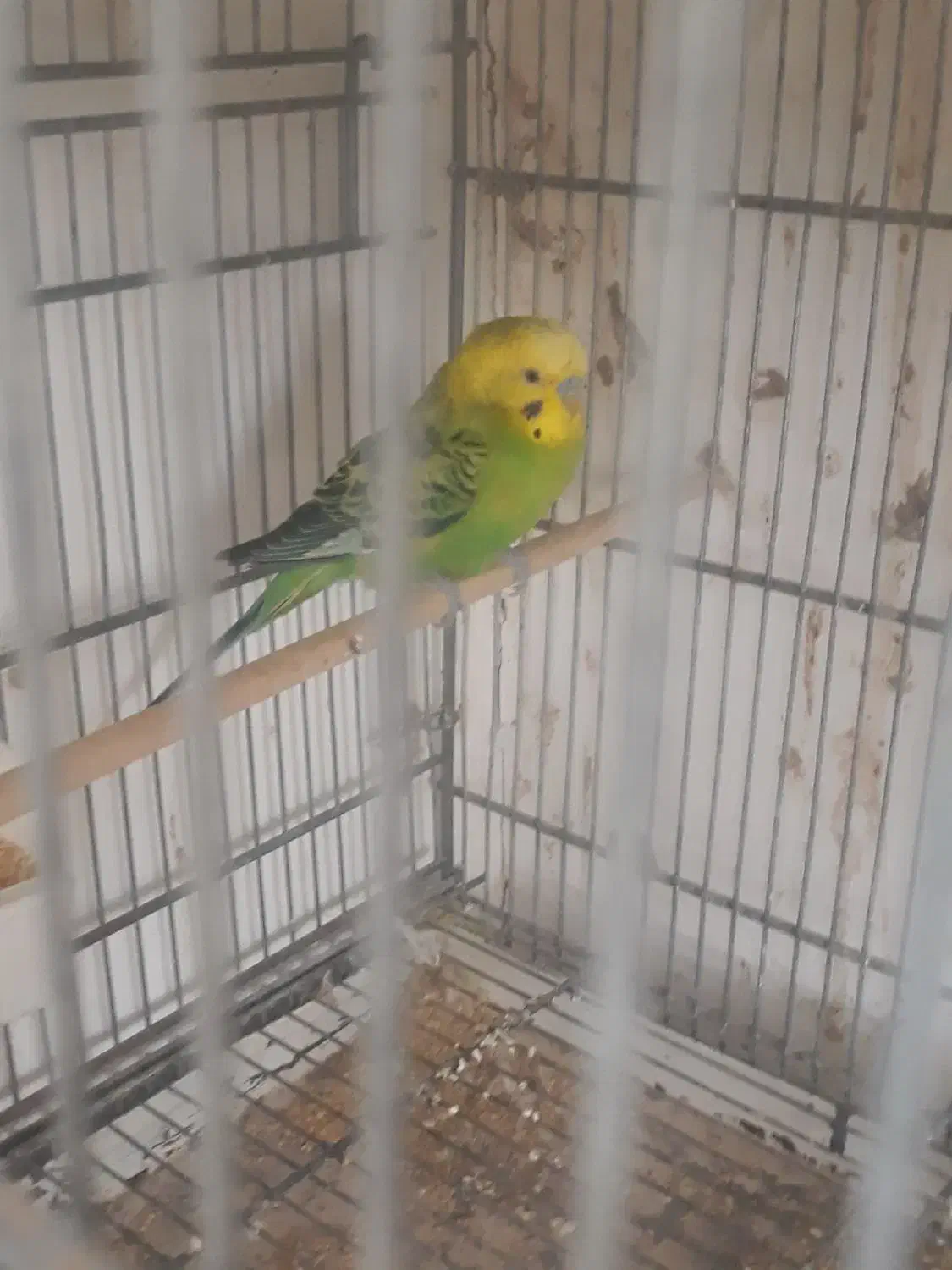 یک جفت مرغ عشق انگلیسی|پرنده|قزوین, |دیوار