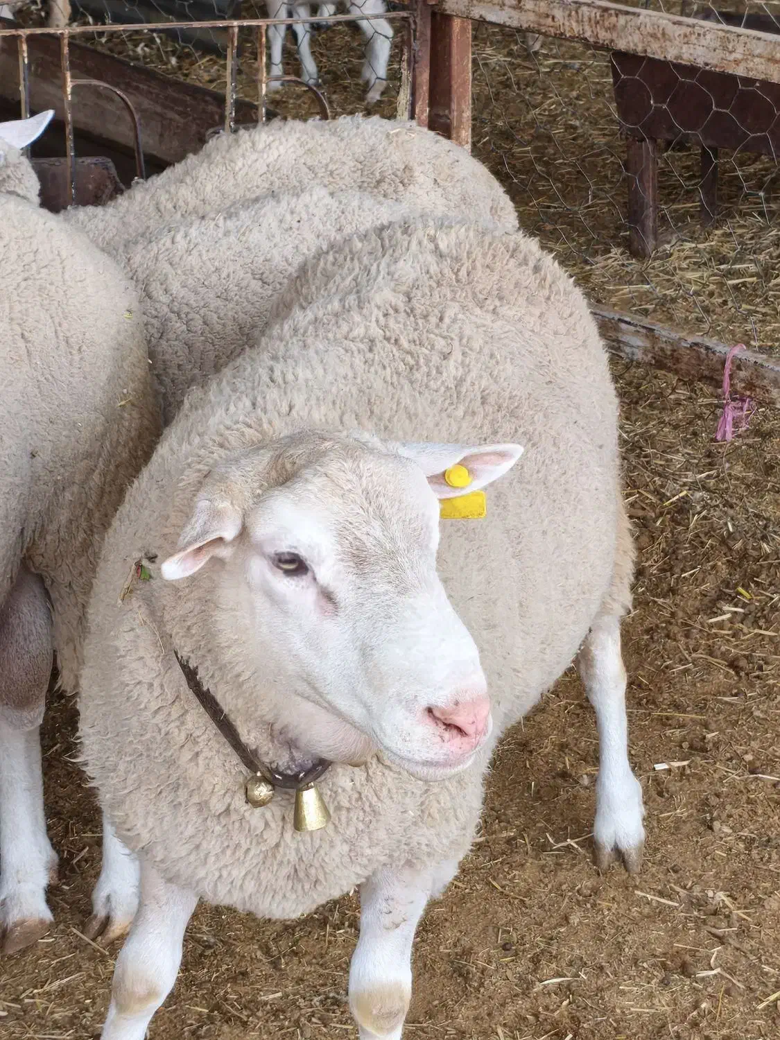 فروش بره نژاد رومن نر و ماده|حیوانات مزرعه|قزوین, |دیوار