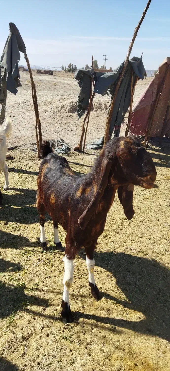 بز گولگولی اصل پاکستانی گوش دراز|حیوانات مزرعه|زاهدان, |دیوار