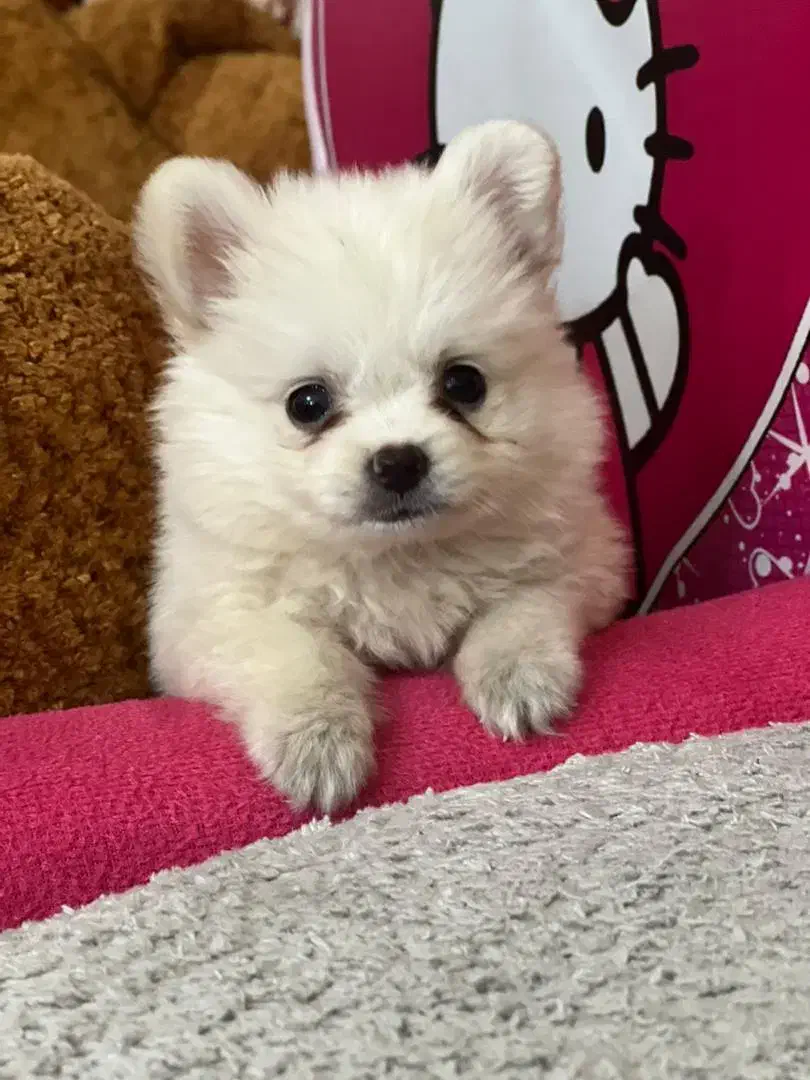 سگ پامر عروسکی|سگ|اندیشه, اندیشه فاز ۲|دیوار