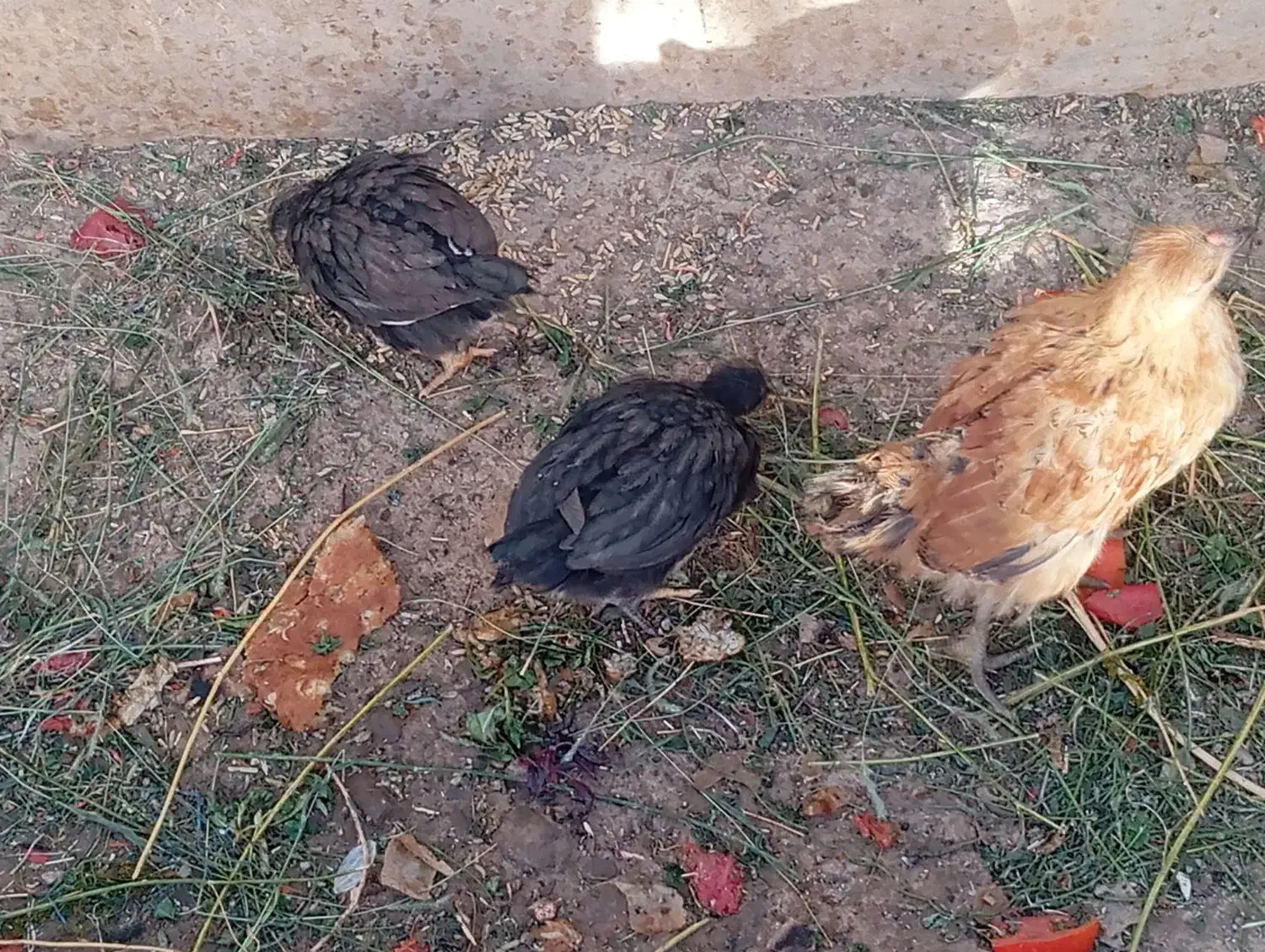 فروش بچه خرگوش وجوجه|موش و خرگوش|اراک, |دیوار