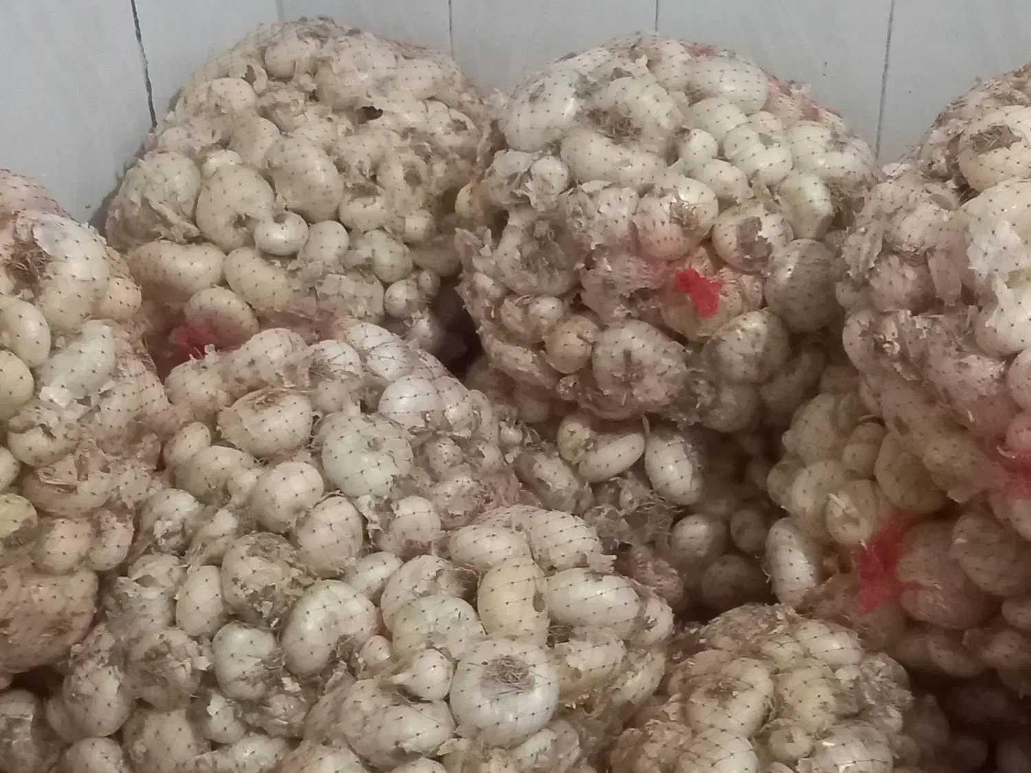 پیاز خوردن|خوردنی و آشامیدنی|زاوه, |دیوار