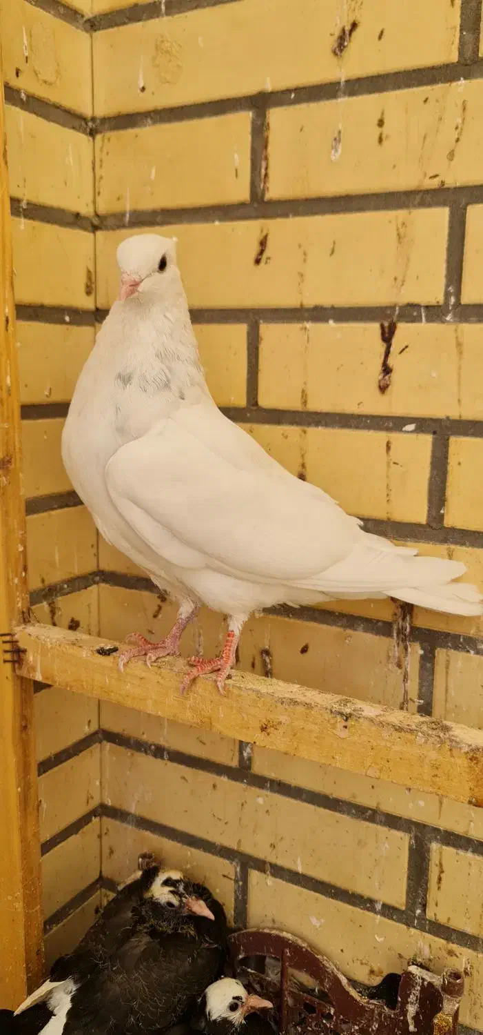 کبوتر|پرنده|اردکان, |دیوار