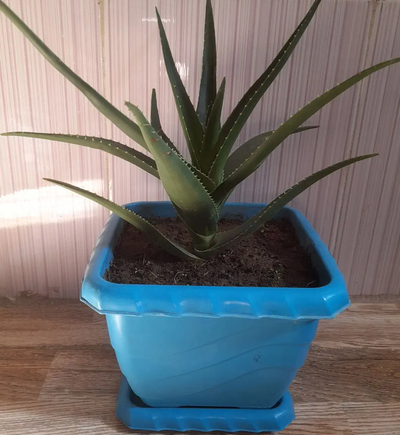 گل طبیعی|گل و گیاه طبیعی|هرسین, |دیوار