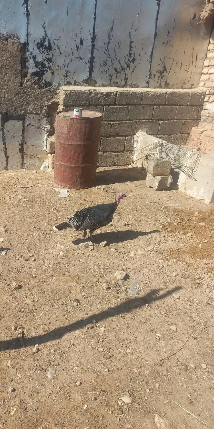 ۲ عدد بوقلمون ماده|حیوانات مزرعه|کوهدشت, |دیوار