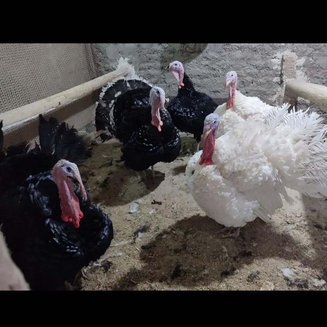 بوقلمون محلی ارگانیک و پرورشی پاک کردن رایگان|حیوانات مزرعه|کبودرآهنگ, |دیوار