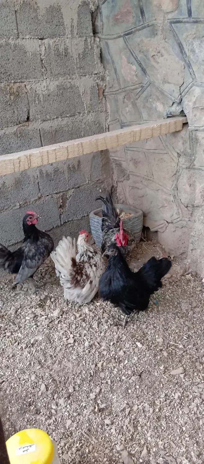 مرغ و خروس مینیاتوری|حیوانات مزرعه|فشم, |دیوار