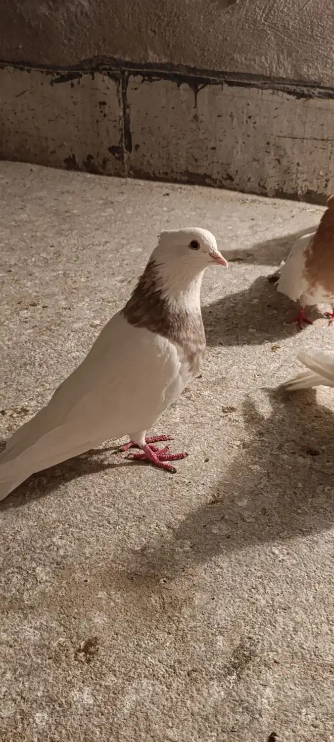 گمشده نر طوقی|حیوانات|بروجرد, |دیوار