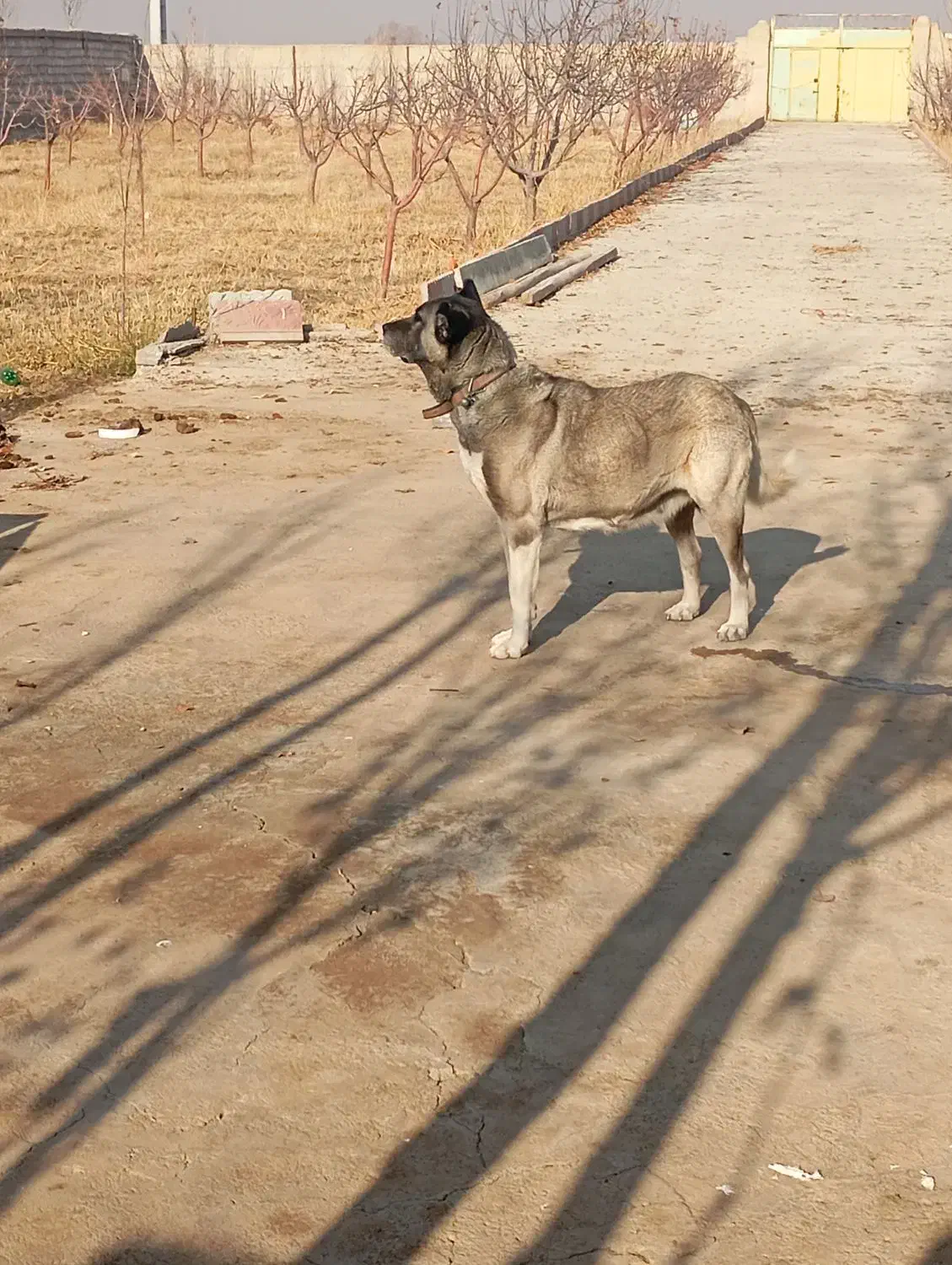 سگ سرابی ماده|سگ|باسمنج, |دیوار