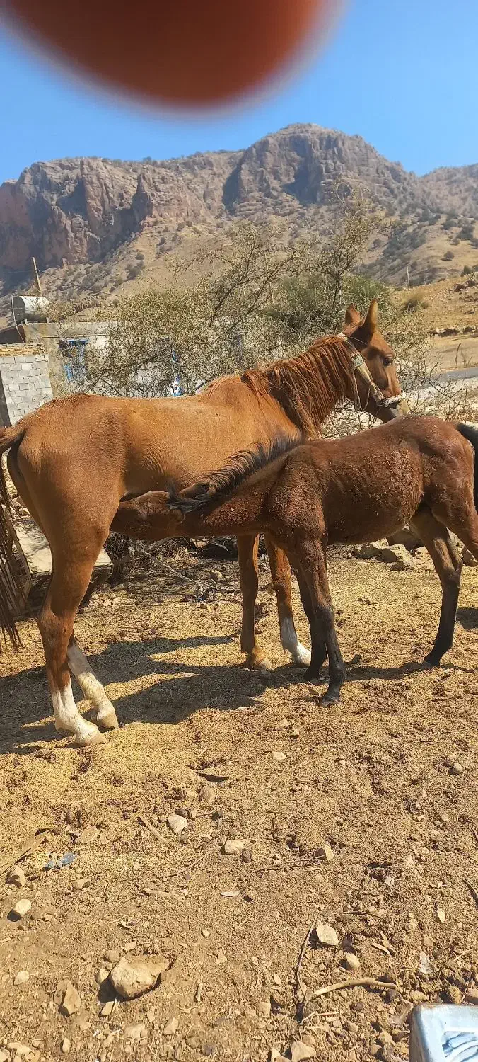 مادیان با کره|اسب و تجهیزات اسبسواری|دهدشت, |دیوار