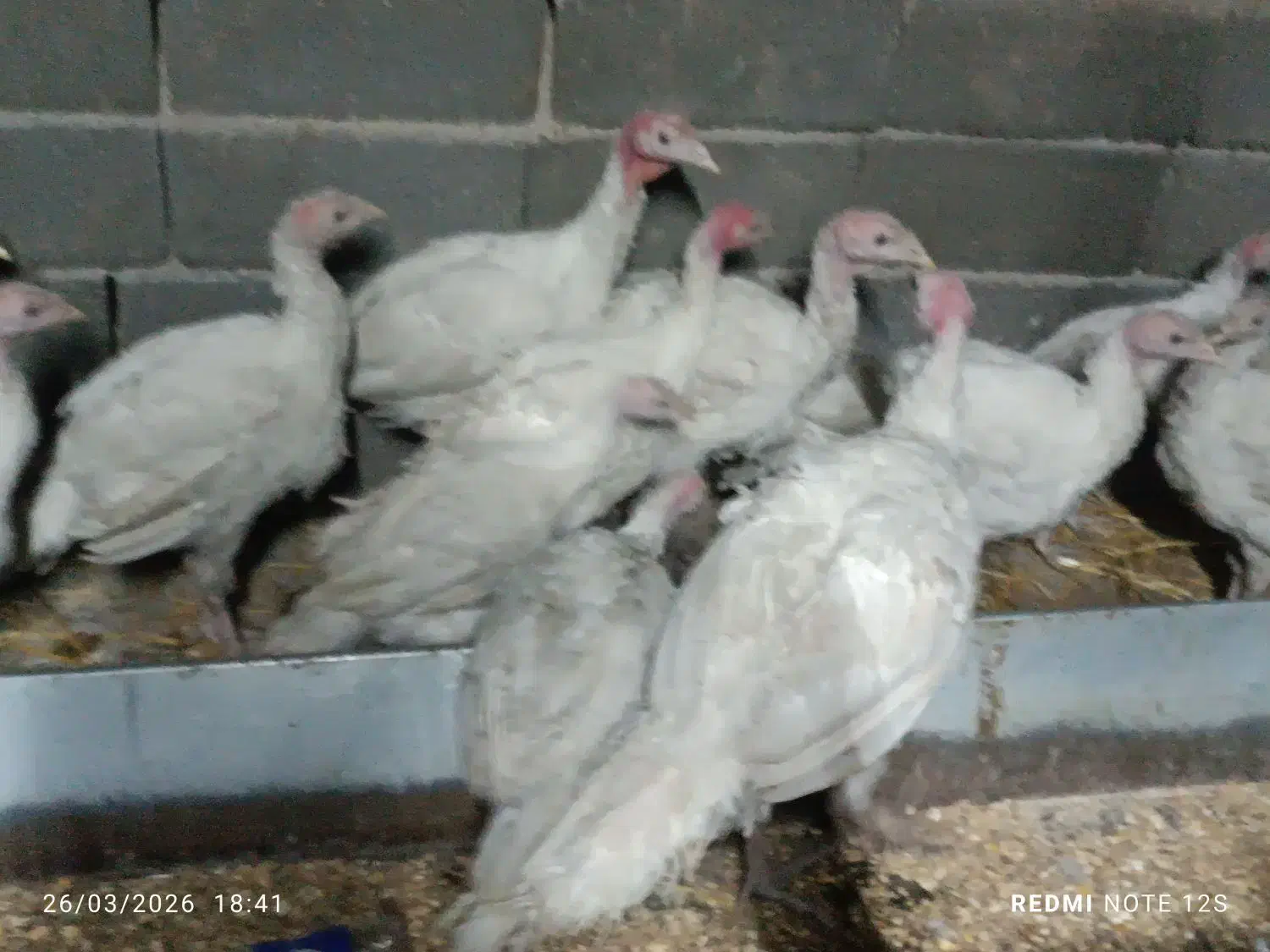 بوقلمون گوشتی|حیوانات مزرعه|بیرجند, |دیوار