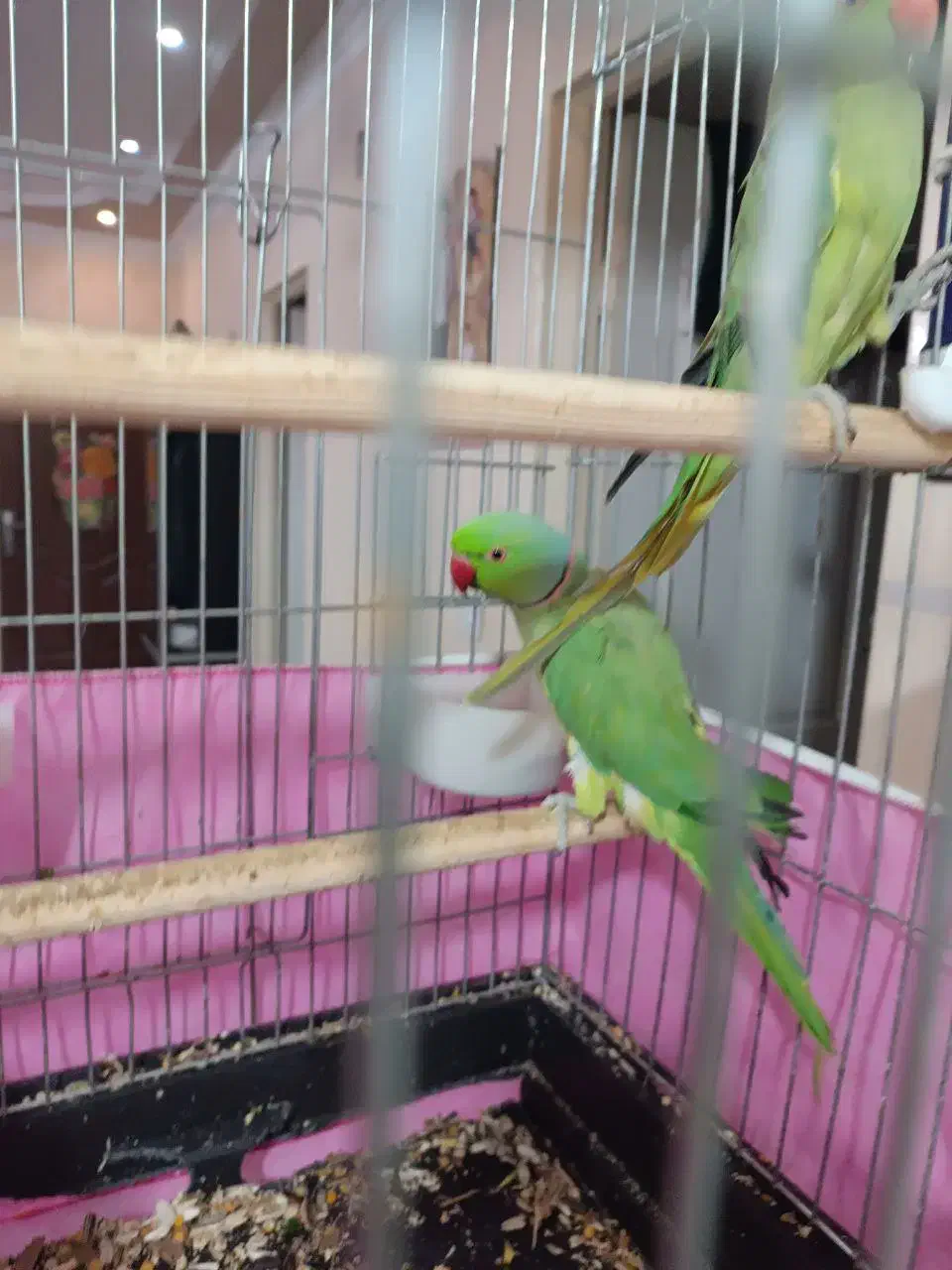 یک جفت طوطی ملنگو نر ماده|پرنده|مشکیندشت, |دیوار