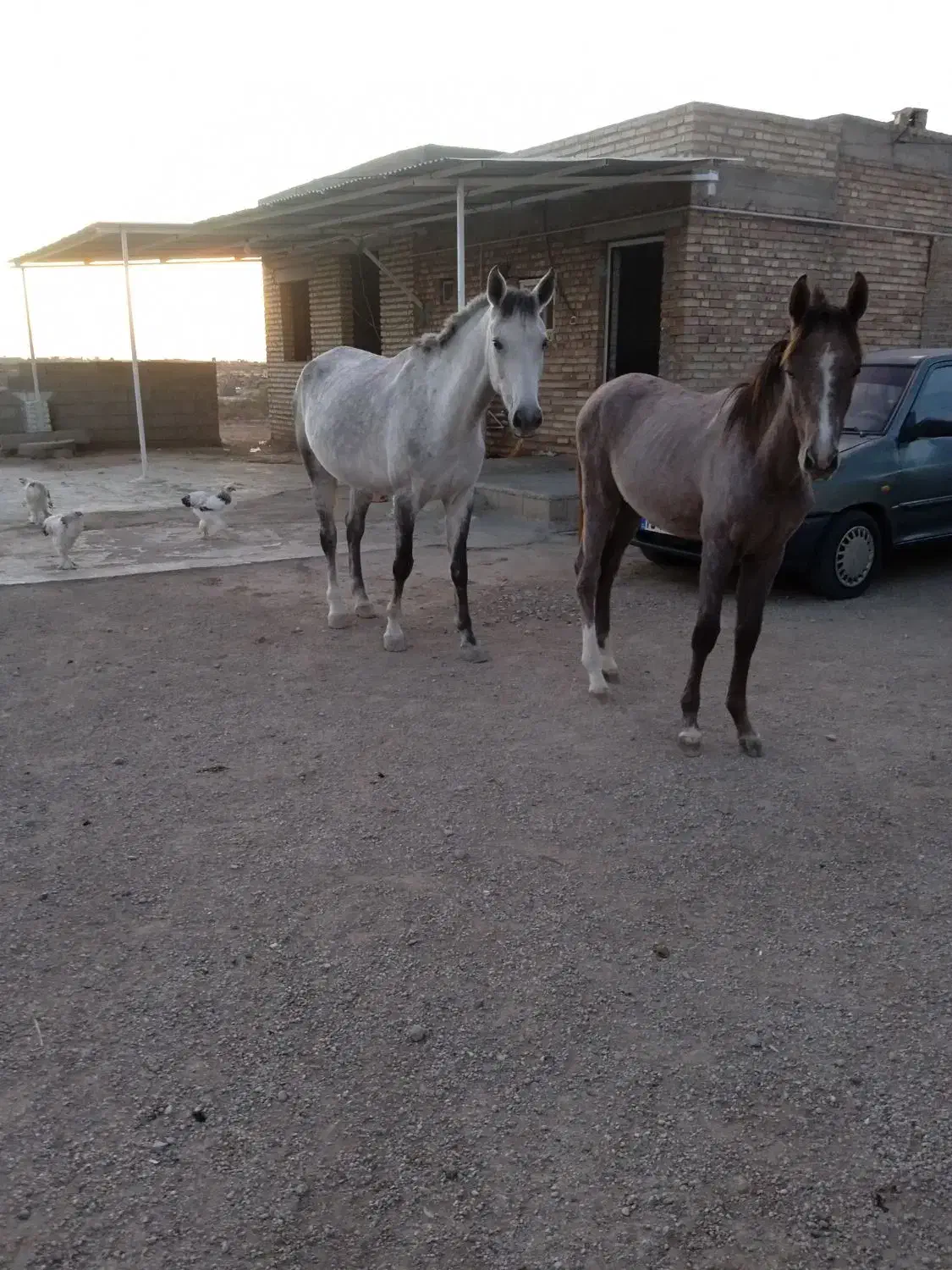 اسب ابستن ترکمن با کره ماده|اسب و تجهیزات اسبسواری|گنبد کاووس, |دیوار