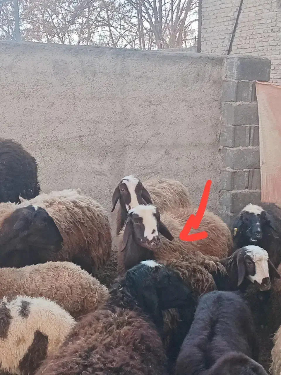 میش جوان ۵۰ الی ۶۰ کیلو|حیوانات مزرعه|تنکمان, |دیوار