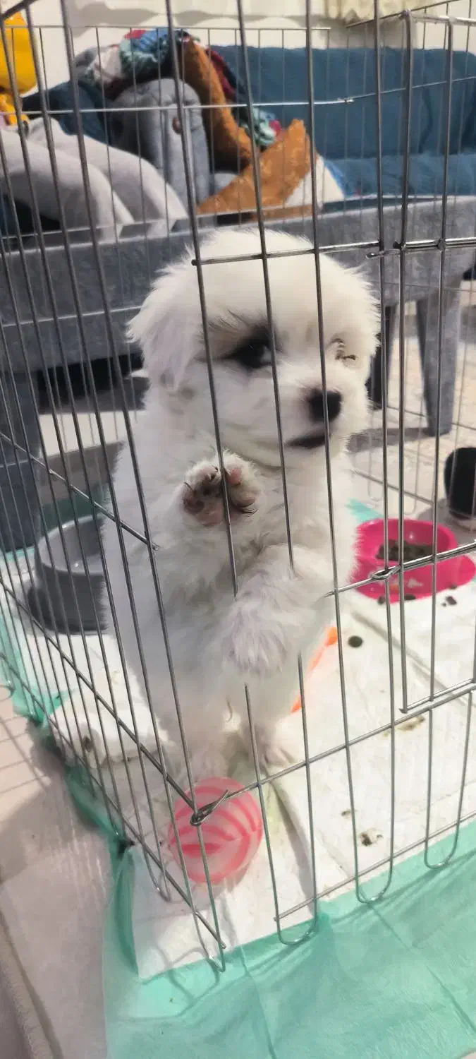 فروش سگ میکس شیتزو پامرانین|سگ|کرمان, |دیوار