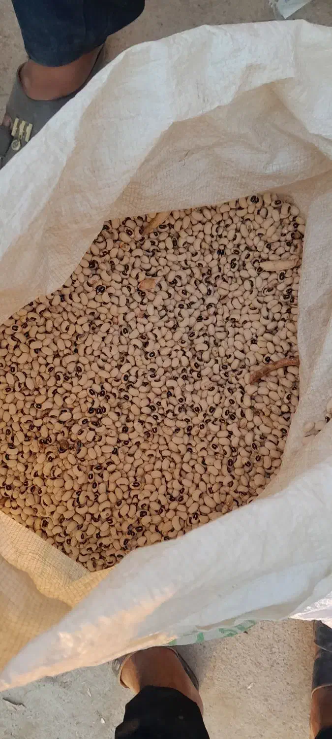 لوبیا چشم بلبلی|عمده‌فروشی|کارون, |دیوار