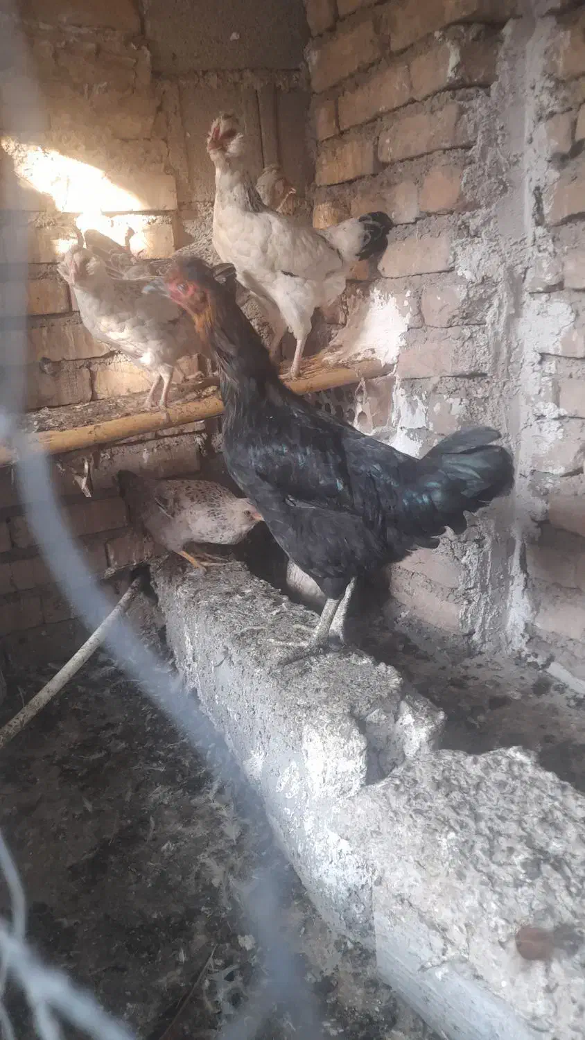 گلین و محلی|حیوانات مزرعه|سنگدوین, |دیوار