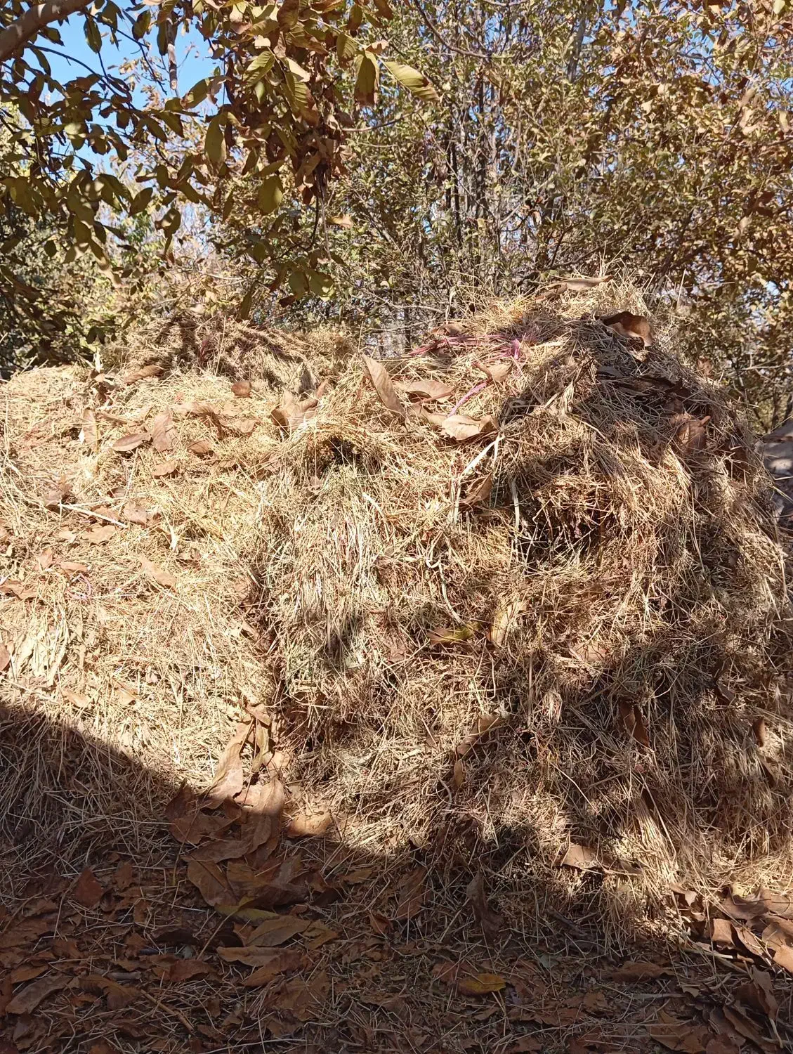 علف خشک بسته بندی شده|عمده‌فروشی|تربت جام, شهید غلام زاده|دیوار