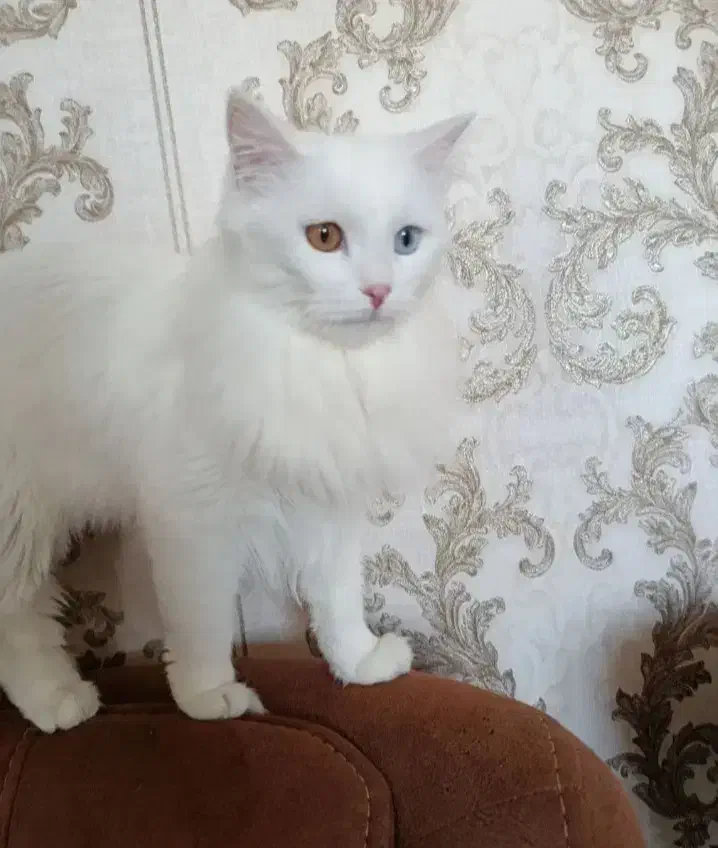 آناگورا سفید اجتماعی|گربه|ارومیه, |دیوار