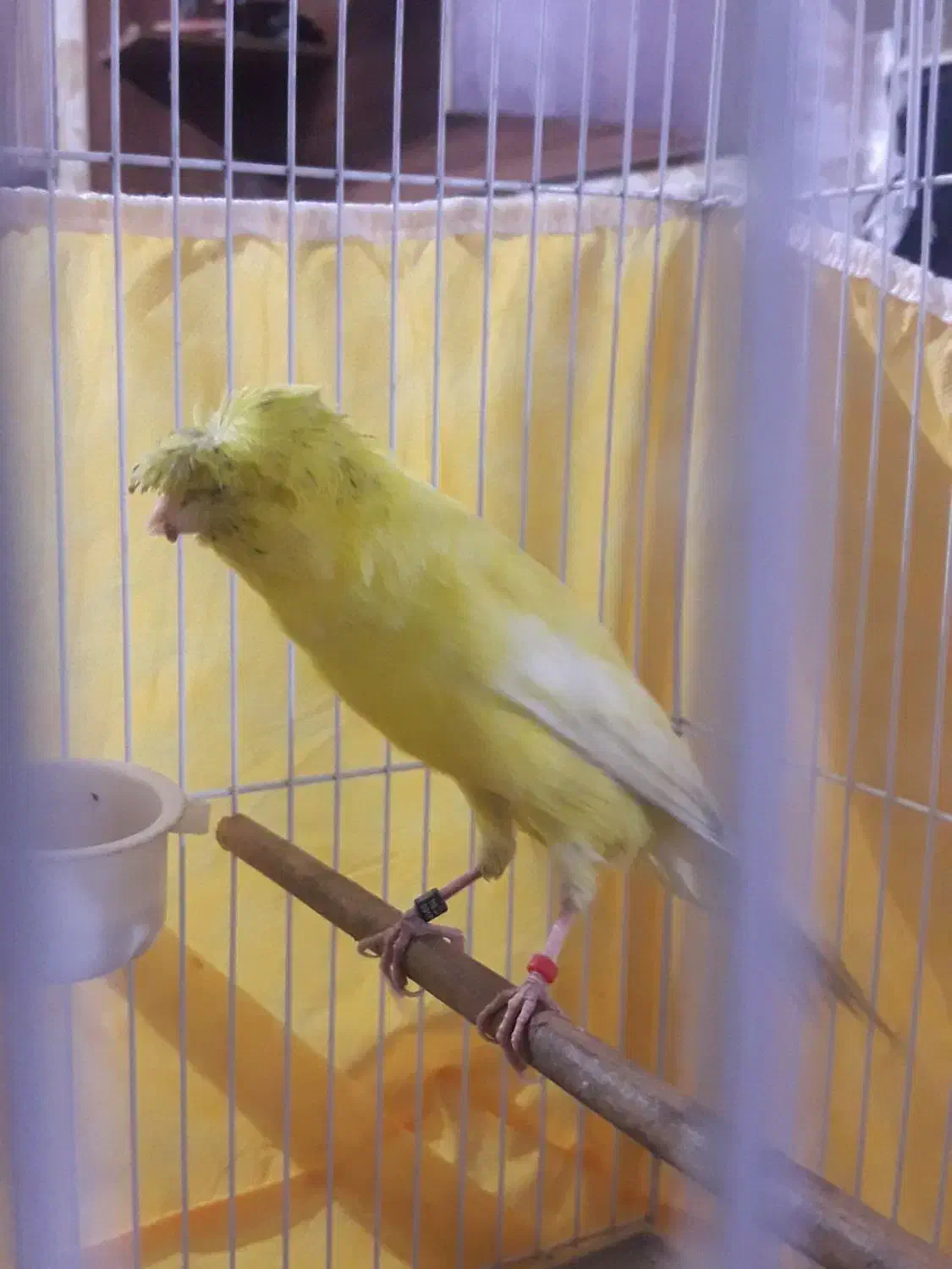 قناری رسمی بلند کاکلی نر|پرنده|ری, علایین|دیوار